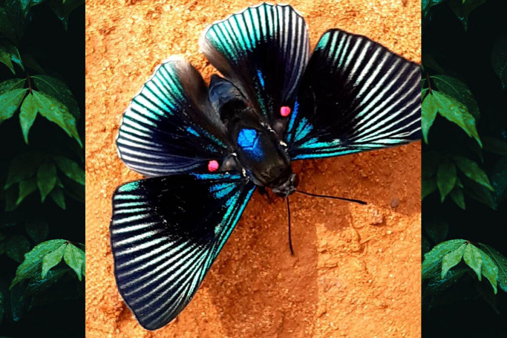 Lyropteryx apollonia apollonia