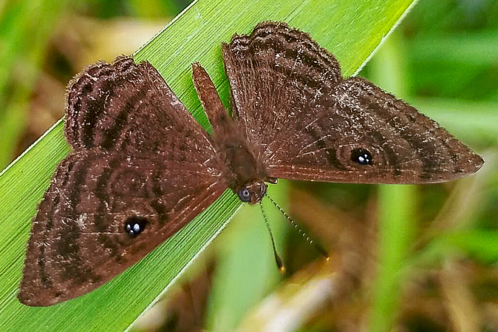 Mesosemia friburgensis