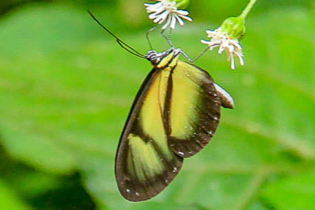Napeogenes rhezia yanetta