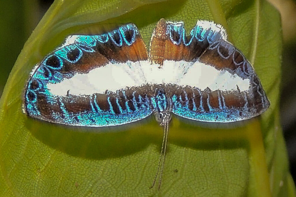 Nymphidium mantus