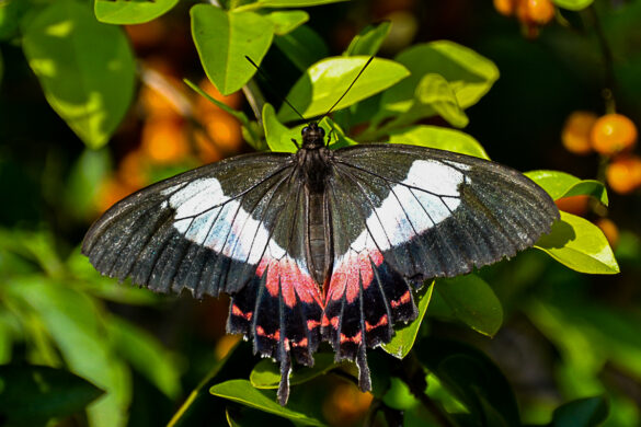 Parides ascanius