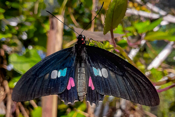 Parides zacynthus zacynthus