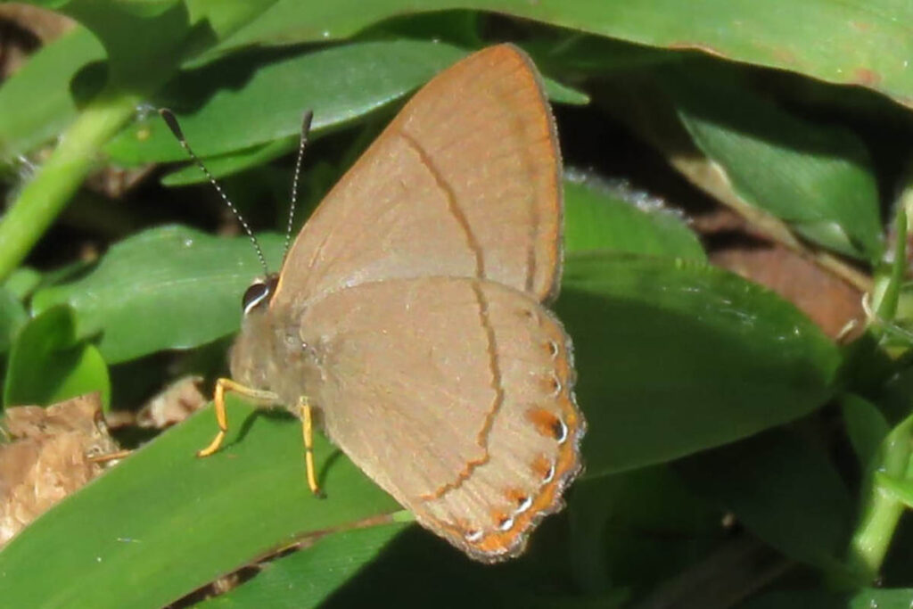 Pelolasia pellonia azurea