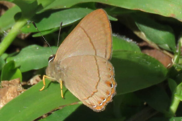 Pelolasia pellonia azurea