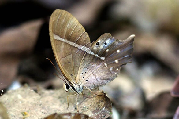 Pierella hyalinus hyalinus