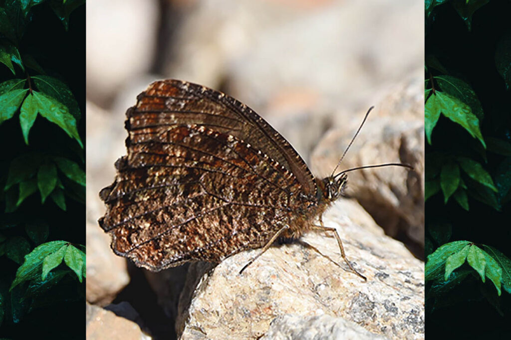 Praepedaliodes landryi