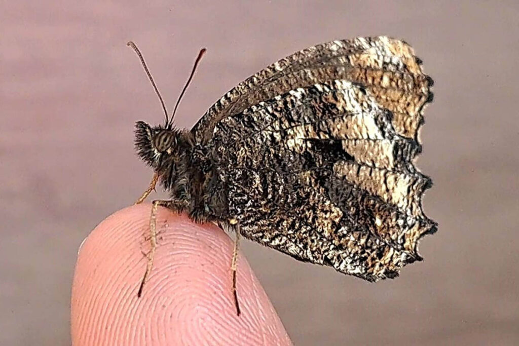 Praepedaliodes phanias