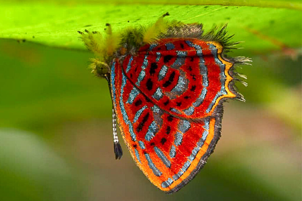 Sarota acanthoides