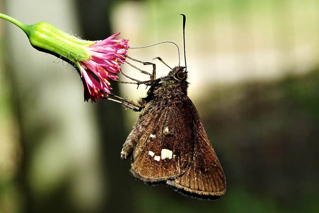 Sodalia argyrospila