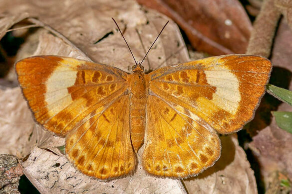 Synargis soranus