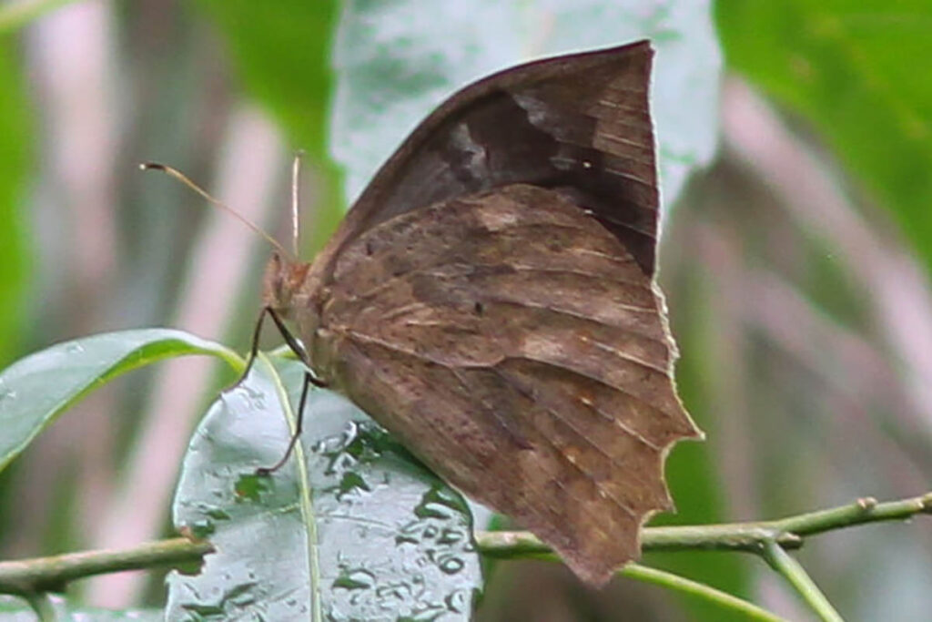 Taguaiba ypthima
