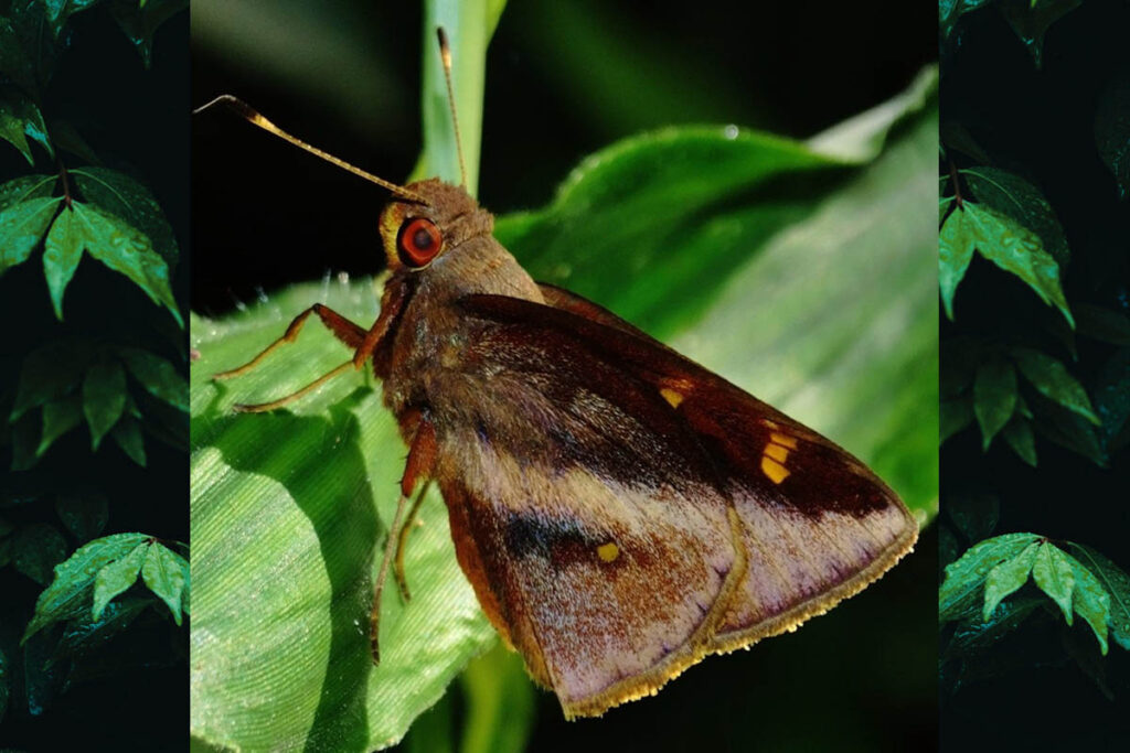 Talides sergestus