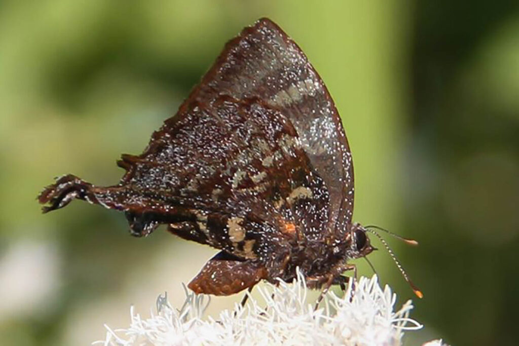 Theritas deniva