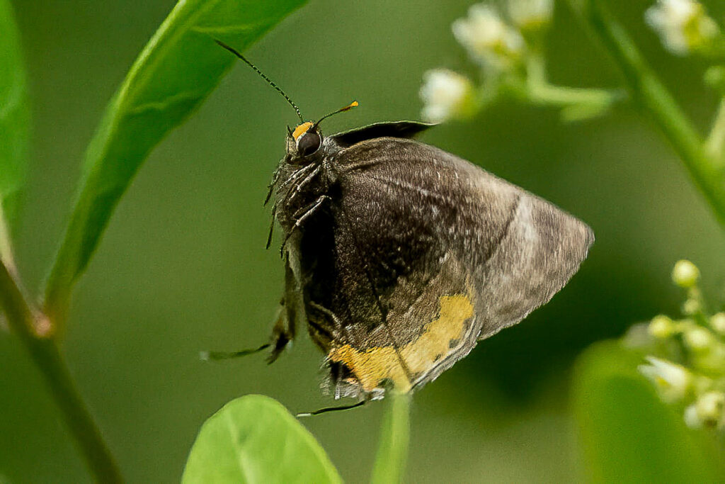 Thestius lycabas