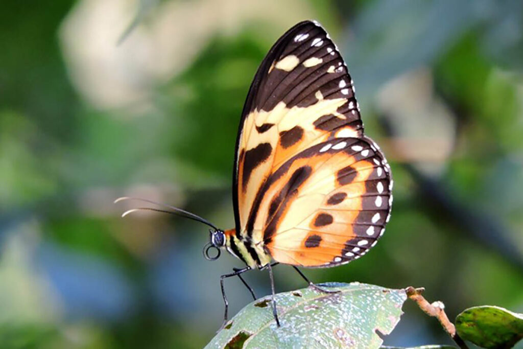 Tithorea harmonia pseudethra