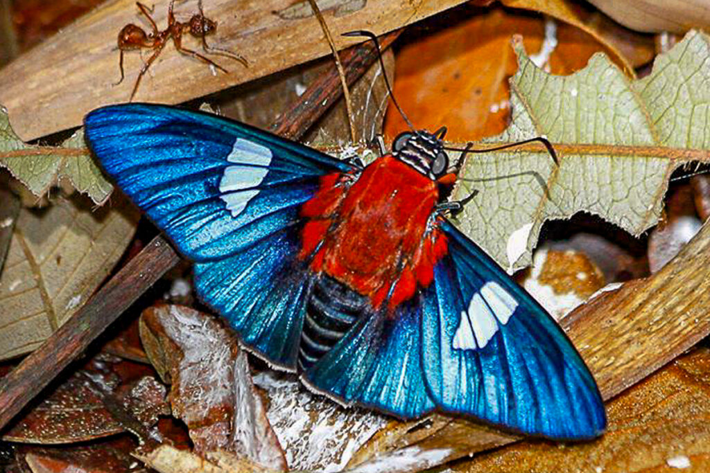 Yanguna cometes cometes