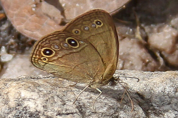 Yphthimoides bella