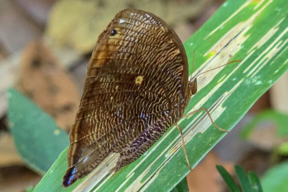 Bia actorion decaerulea