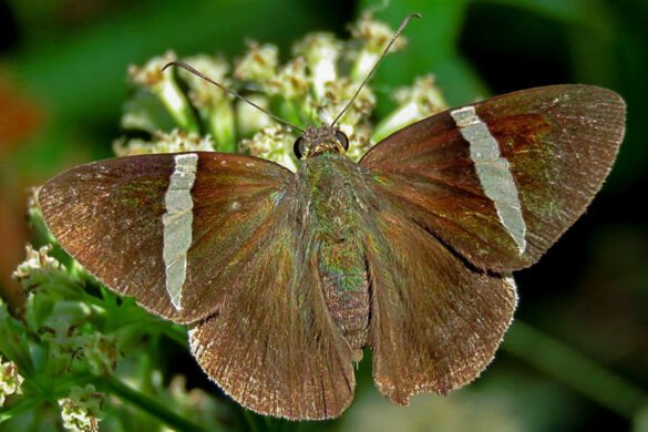Cecropterus zarex