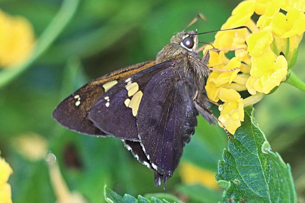 Cephise cephise