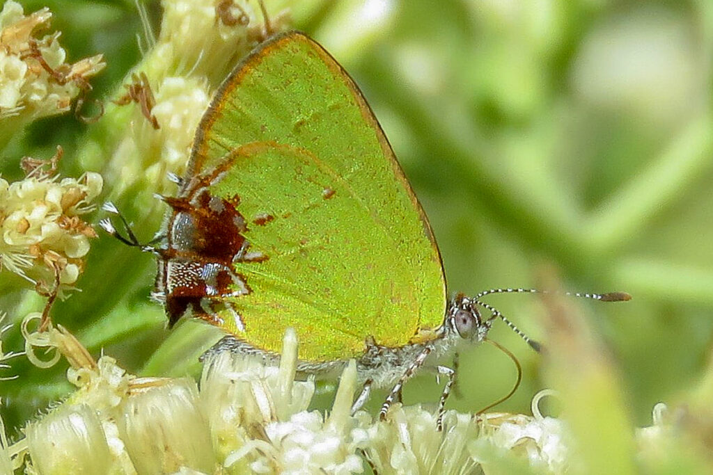 Chlorostrymon telea