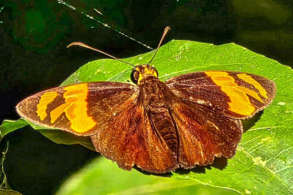Entheus aureanota
