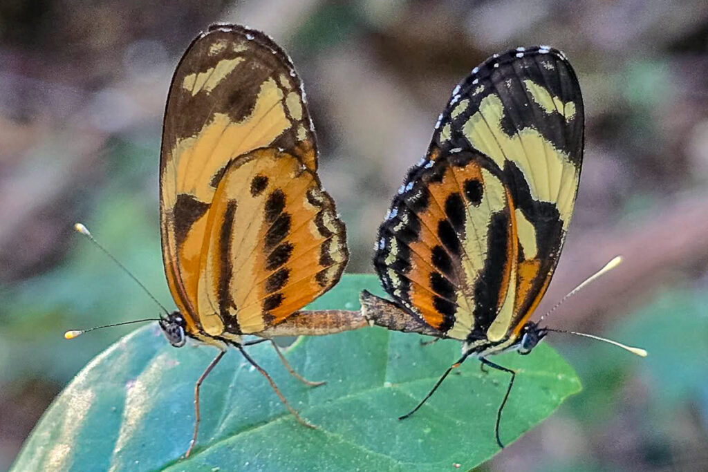 Eresia eunice ssp.