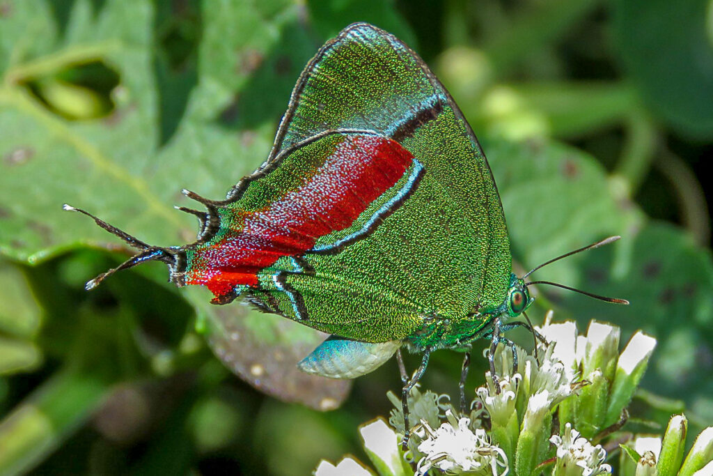 Evenus regalis