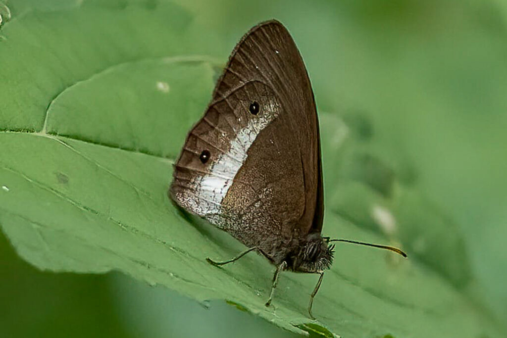 Forsterinaria pronophila