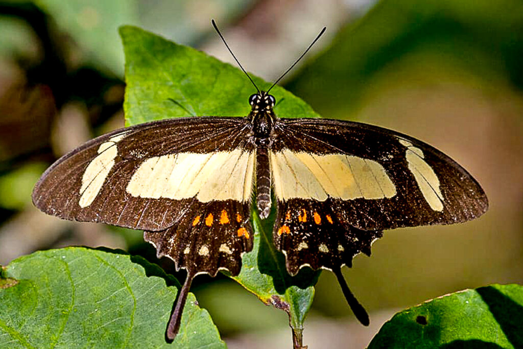 Heraclides torquatus polybius