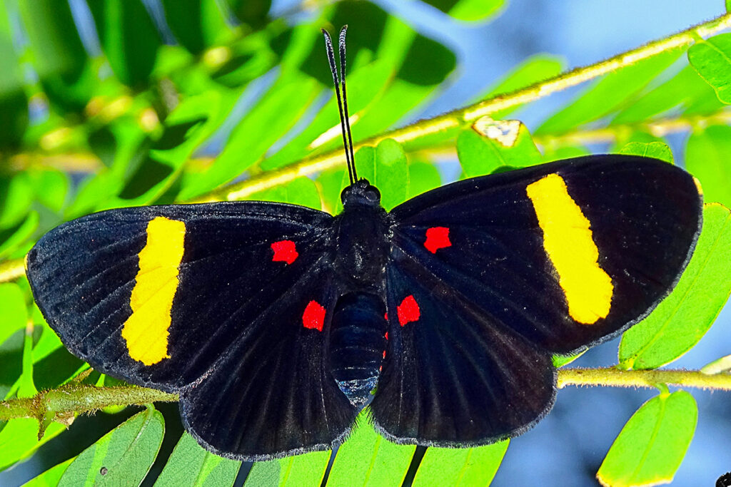 Melanis hillapana cratippa