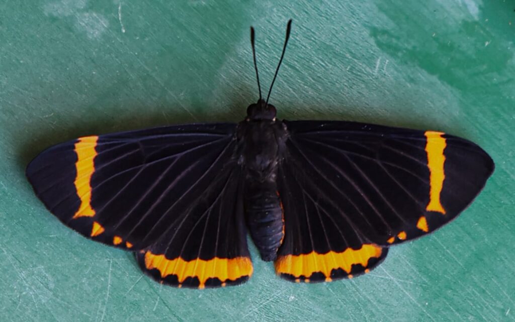 Melanis xenia xenia
