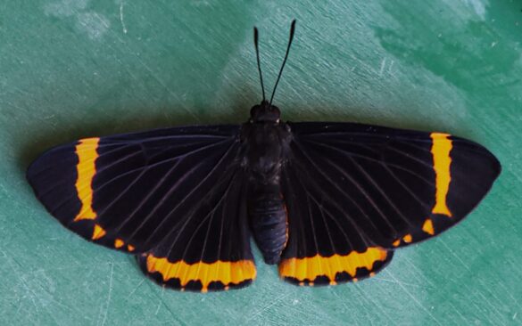 Melanis xenia xenia