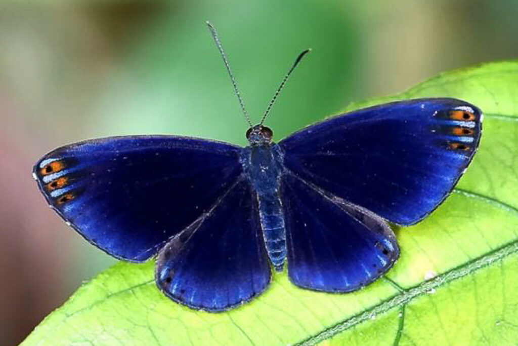 Metacharis regalis regalis