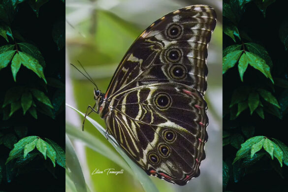 Morpho deidamia deidamia