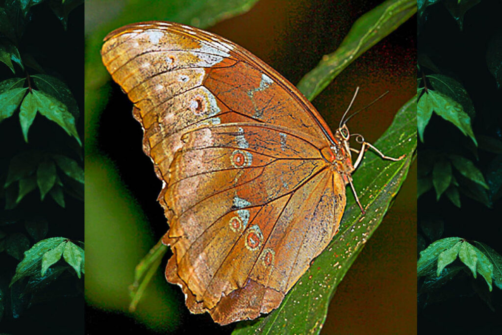Morpho menelaus coeruleus