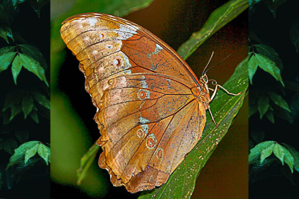 Morpho menelaus coeruleus