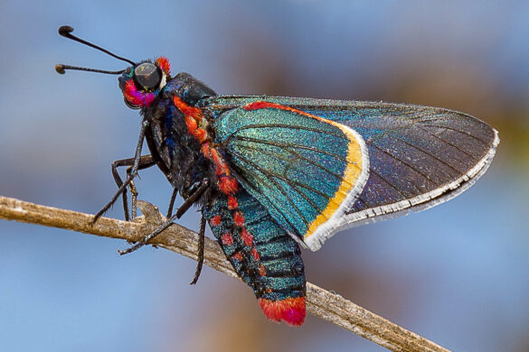 Mysoria barcastus barta