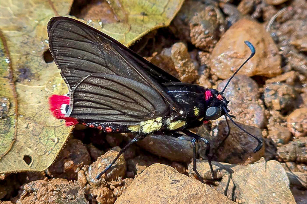 Mysoria sejanus stolli