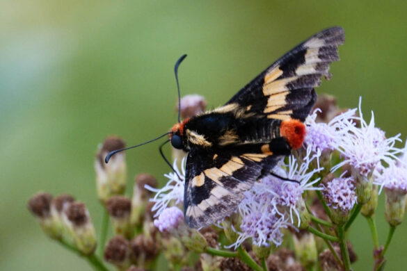 Mysoria xanthippe xanthippe