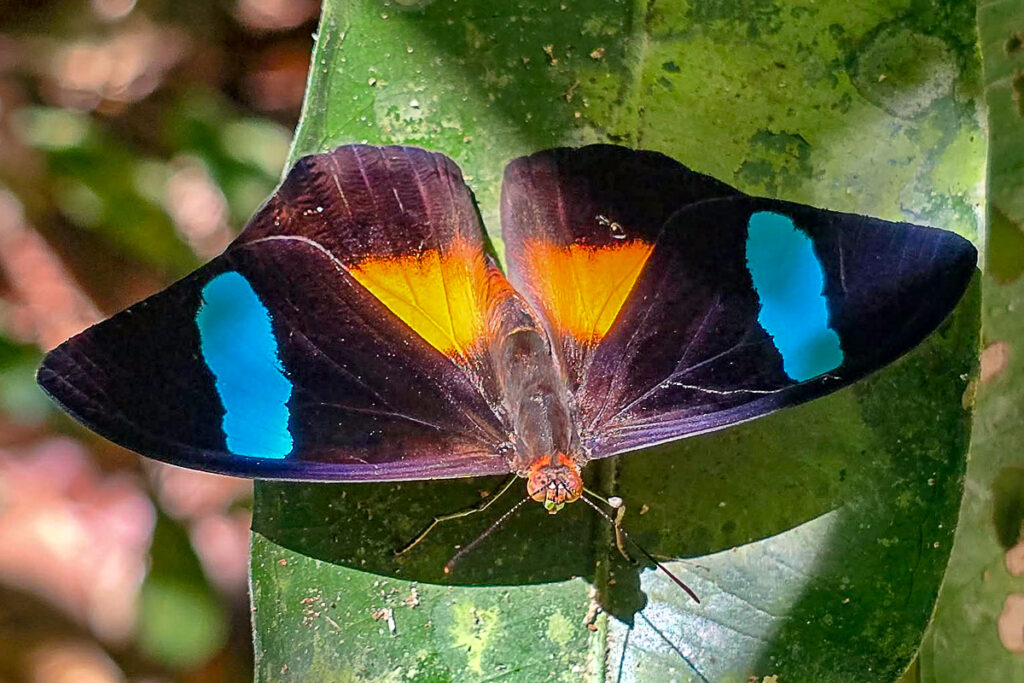 Nessaea obrinus lesoudieri
