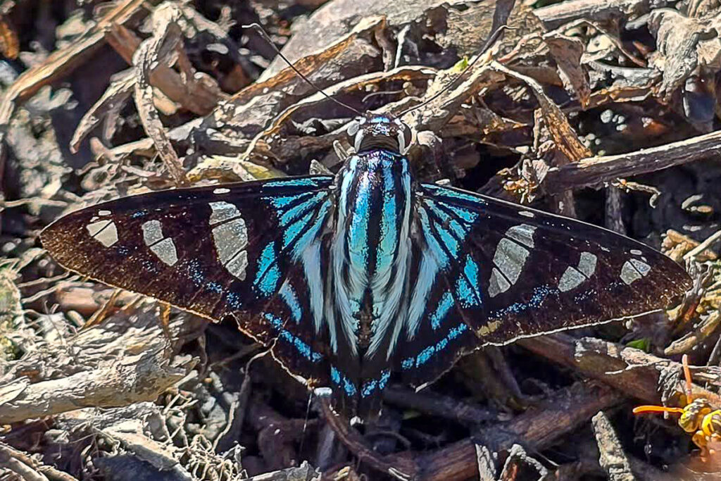 Phocides distans distans