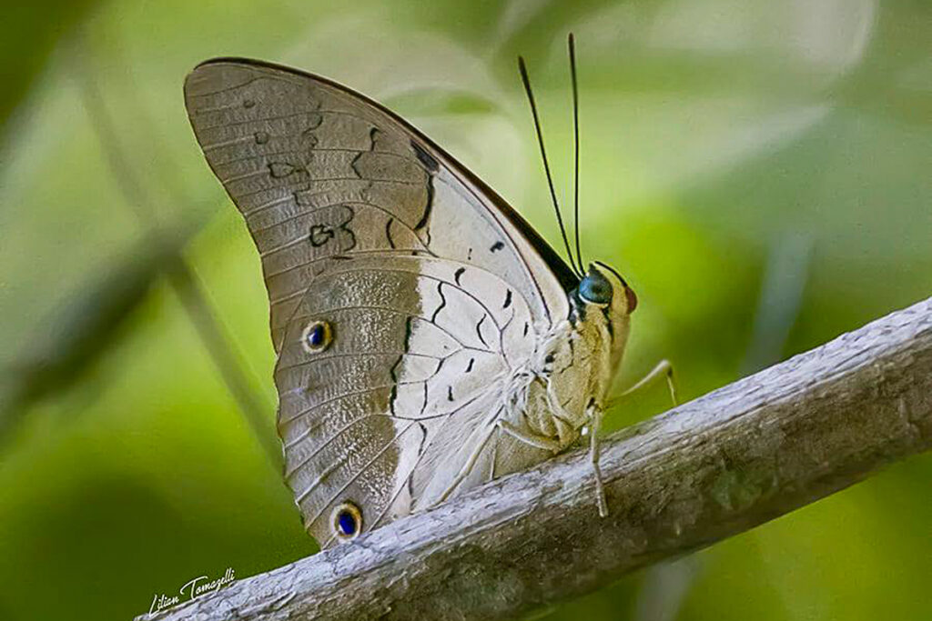 Prepona dexamenus dexamenus