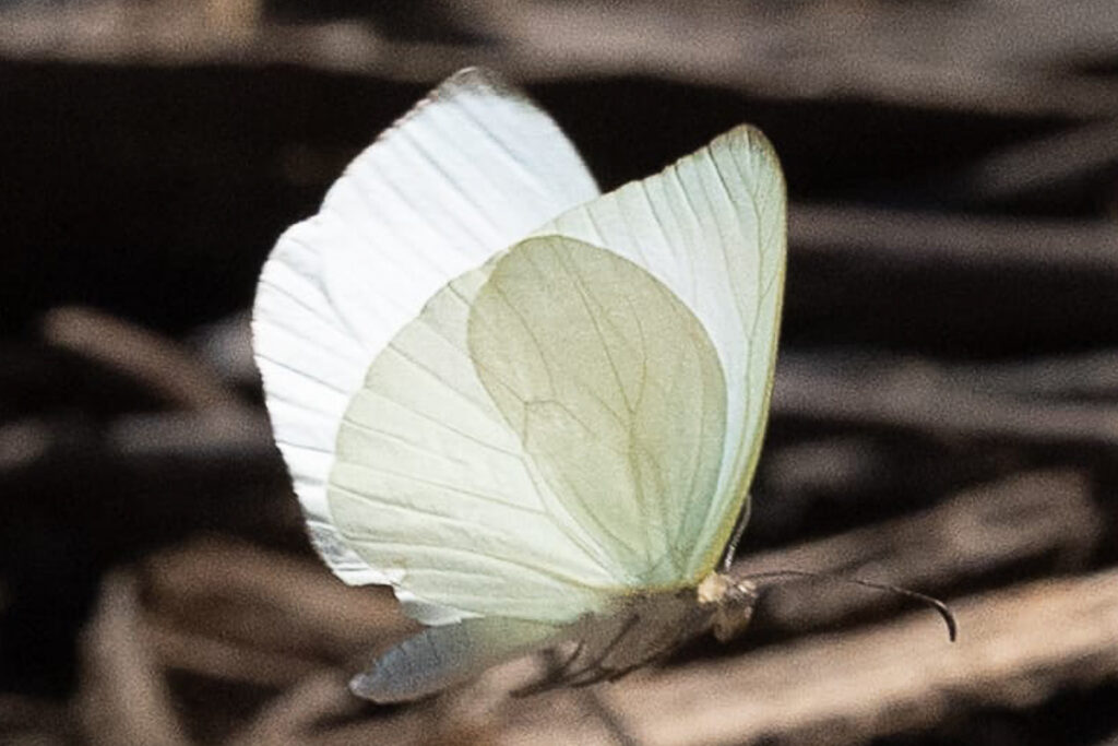 Pseudopieris nehemia nehemia