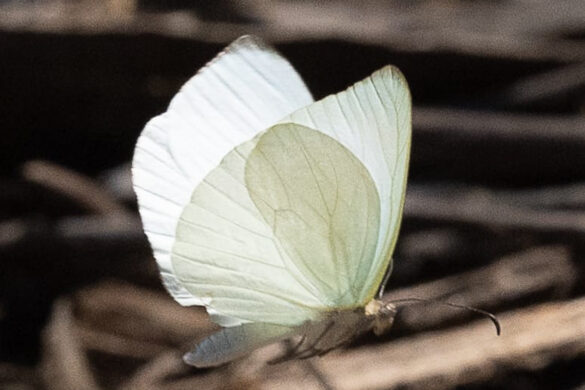 Pseudopieris nehemia nehemia