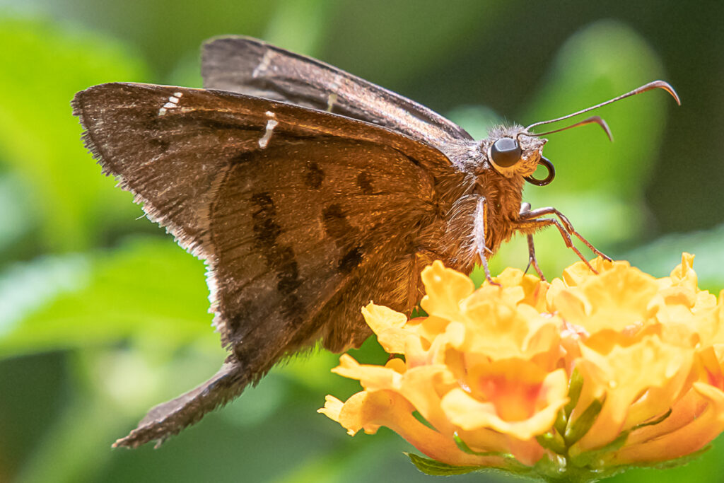 Spicauda teleus