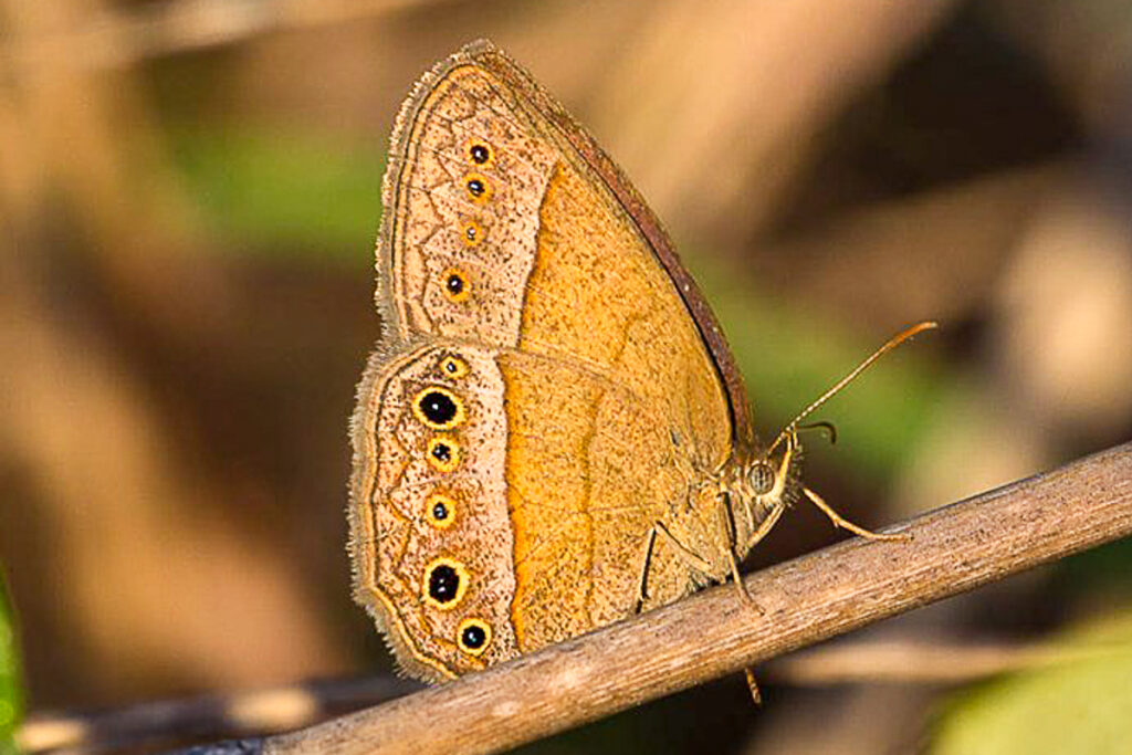 Yphthimoides patricia