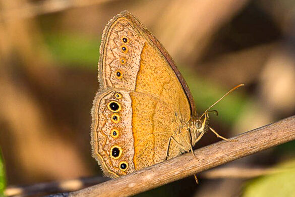 Yphthimoides patricia