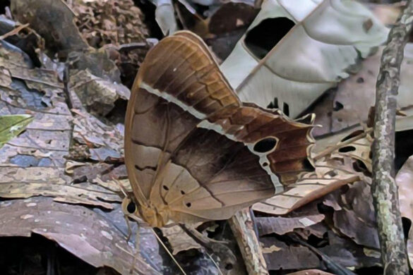 Antirrhea philoctetes murena