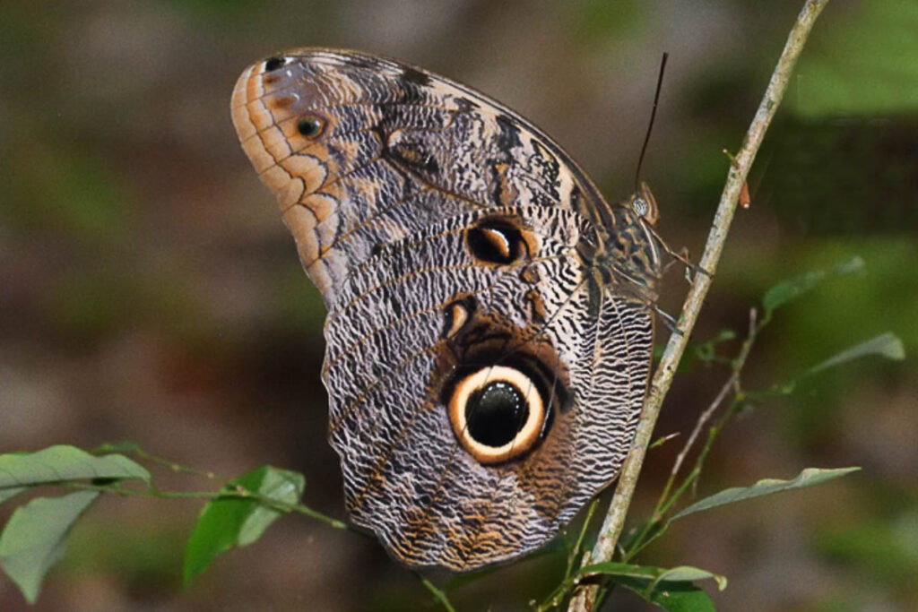 Caligo brasiliensis brasiliensis